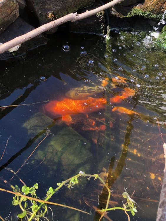 Koi.jpg