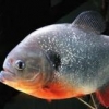 arcoa33