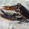JeromeL29
