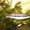 la_sardine