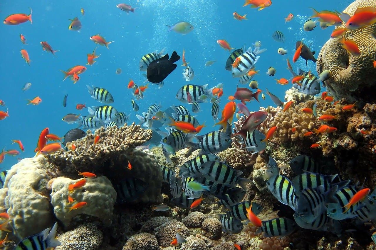 aquarium d'eau de mer