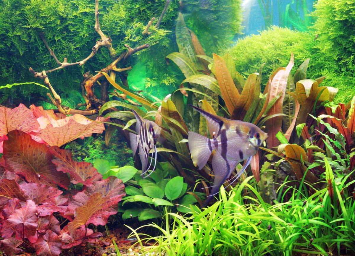 décoration aquarium style naturel poissons plantes végétaux