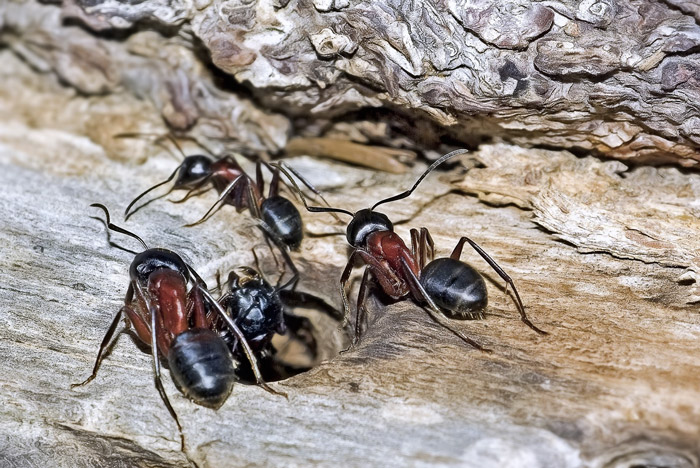 fourmis