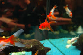 poisson rouge