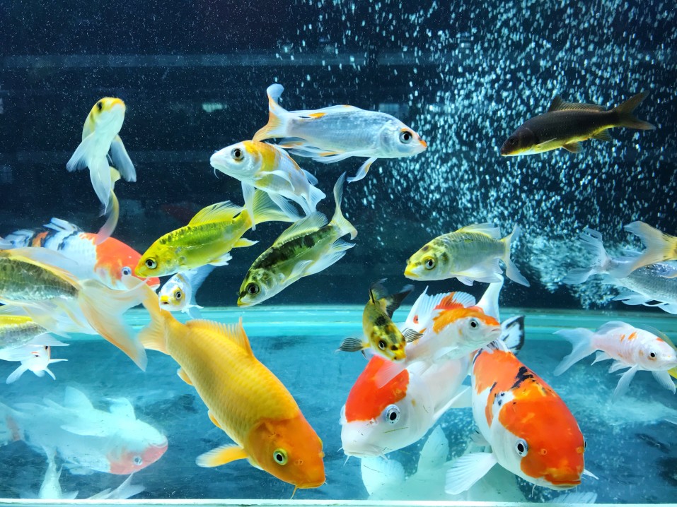 poisson