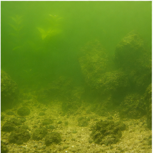 Eau verte trouble dans un aquarium