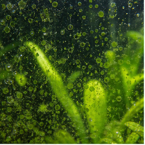 Algues vertes sur une vitre et des feuilles d'aquarium