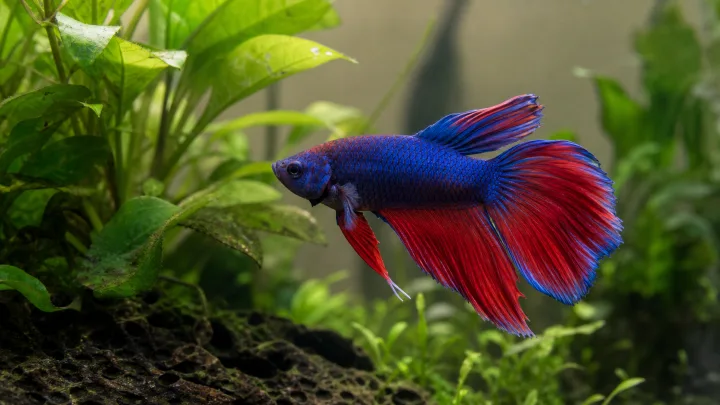 Betta splendens dans un aquarium planté calme