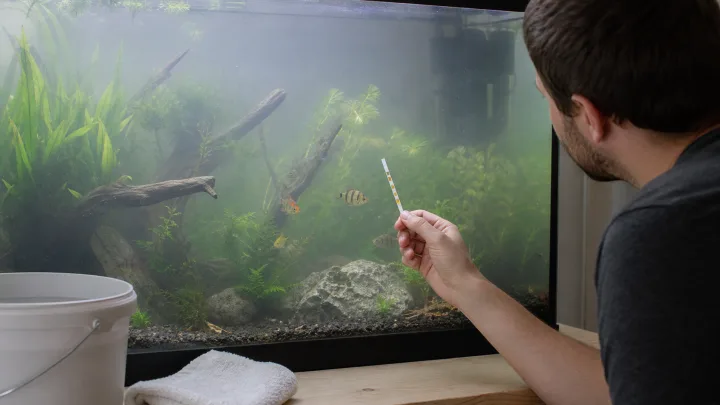 Aquarium légèrement trouble pendant un contrôle de l'eau