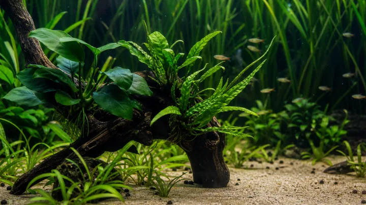 Plantes d'aquarium robustes dans un bac naturel