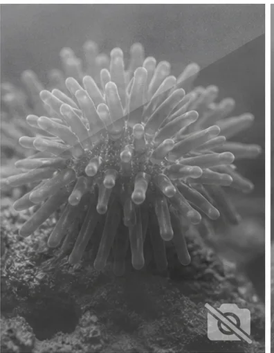 Zoanthus pulchellus (Zoanthus lapis)