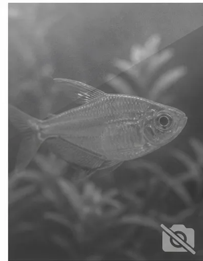 Centropyge acanthops Ange-nain d'afrique