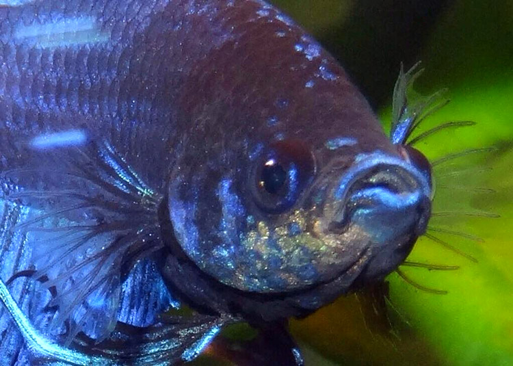 Maladie du velours - Apparition soudaine de petits points granuleux et jaunâtres bien visibles de face.