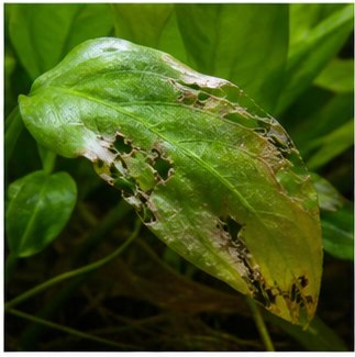 Feuilles attaquées par des substances chimiques
