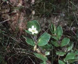 Bacopa rotundifolia