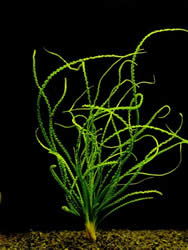 Crinum calamistratum