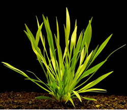 Echinodorus angustifolius