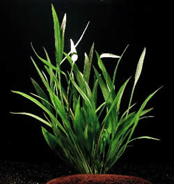 Echinodorus magdalensis