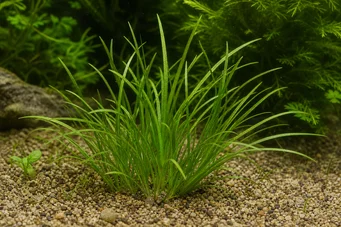 Acorus pusillus