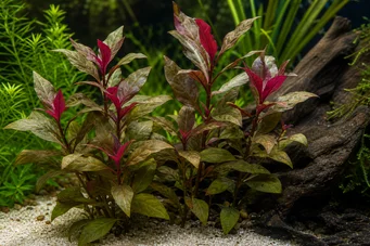 Alternanthera reineckii
