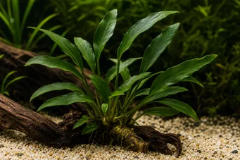 Anubias afzelli