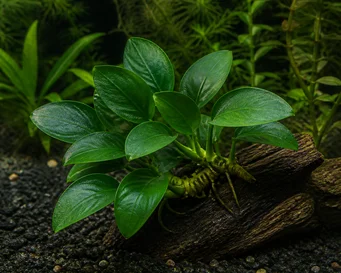 Anubias barteri compact