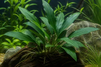 Anubias congensis