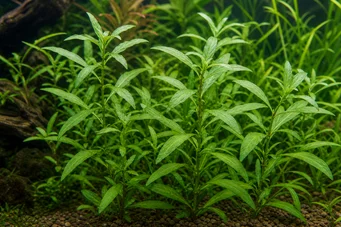 Hygrophila guianensis