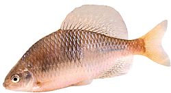Acanthorhodeus atranalis Bouvière du Japon