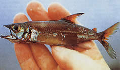 Acestrorhynchus microlepis Characin-chien à petites écailles
