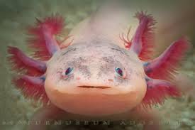 Ambystoma mexicanum