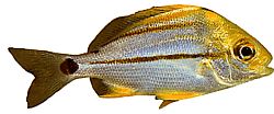 Anisotremus virginicus Poisson-porc