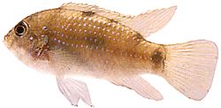 Anomalochromis thomasi