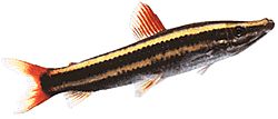 Anostomus anostomus
