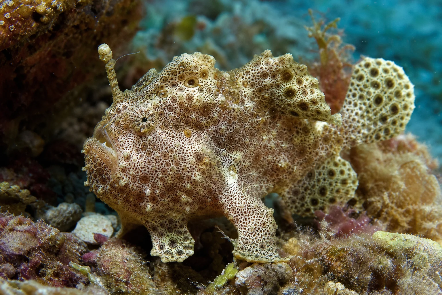 Antennarius maculatus