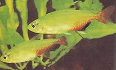 Aphyocharax rathbuni