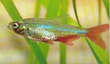 Aphyocharax rubripinnis Aphyocharax rubropinnis