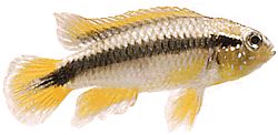 Apistogramma agassizii