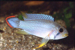 Apistogramma panduro (Apistogramma panduro)
