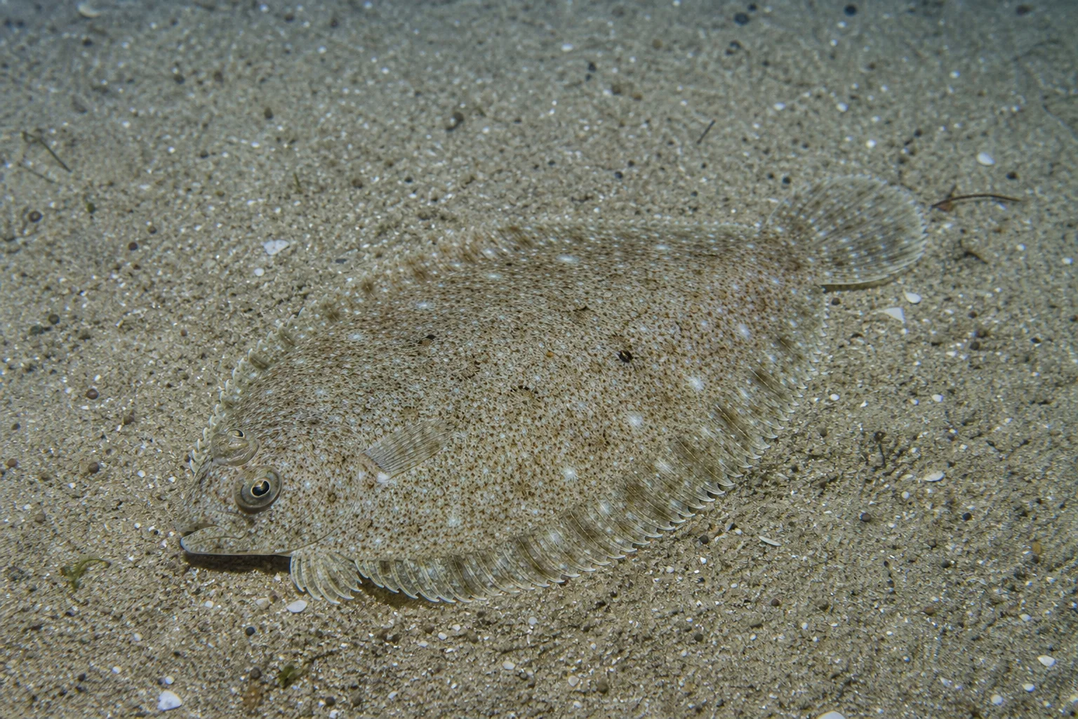 Arnoglossus laterna