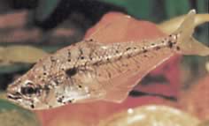 Asiphonichthys condei Tétra de verre à petites écailles