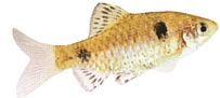 Barbus odessa