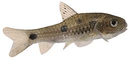 Barbus walkeri