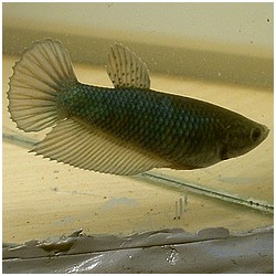 Betta splendens queue de peigne (combattant queue de peigne)