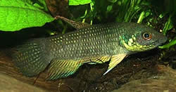 Betta trifasciata (Combattant)