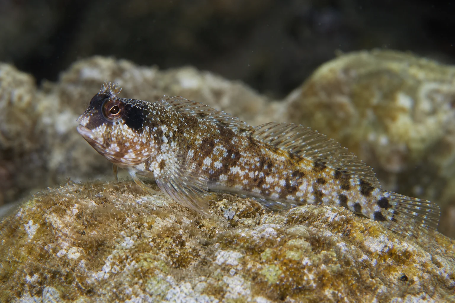 Blennius nigriceps