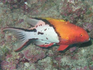 Bodianus anthioides (Bodianus)
