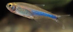 Boehlkea fredcochui (Tétra bleu du pérou)