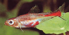 Brittanichthys myersi (Tétra rouge sang de Myers)