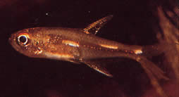 Brittanichthys sp (Tétra à tirets luminescents)